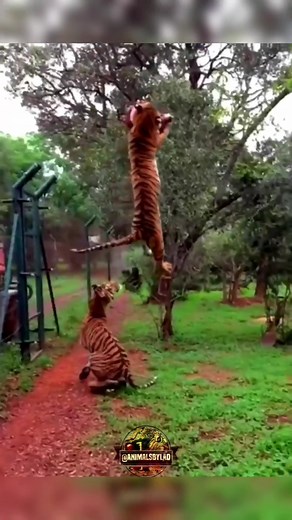 Lion vs Tiger Eating: Epic Battle of Survival in the Wild