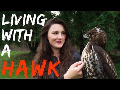 Living With a Red Tailed Hawk | Warning Graphic