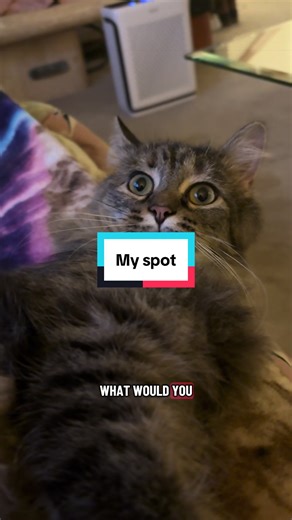 Baby T so shocked I asked #thegoodmorningcats #catsoftiktok #kittensoftiktok #mainecoonkitten