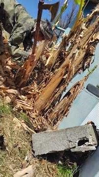 شجرة الموز شجرة الموز تقليم فأس نذر