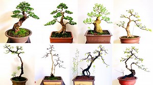 189K views · 6.1K reactions | 26 tác phẩm bonsai mini tạo tác đơn giản nhưng vẫn đầy cảm hứng Video tổng hợp từ kênh: https://www.youtube.com/c/BonsaiVietnamtv | Bonsai Vietnam | Facebook