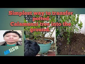 TRANSPLANTING POTTED CALAMANSI TREE MADE EASY