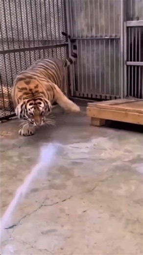 Why TikTok is Worse than You Thought #shorts #explore