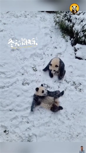 The baby pandas happily play together in the snow 아기 판다 무리가 눈 속에서 신나게 놀아요 #둥이 #cute #animals #funny