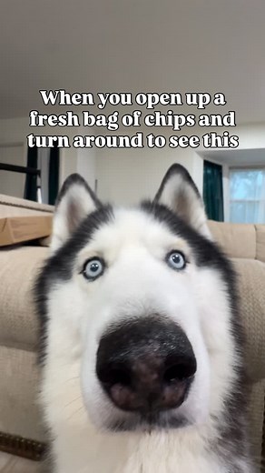 Happens EVERY SINGLE TIME 😅 | Hachi The Husky