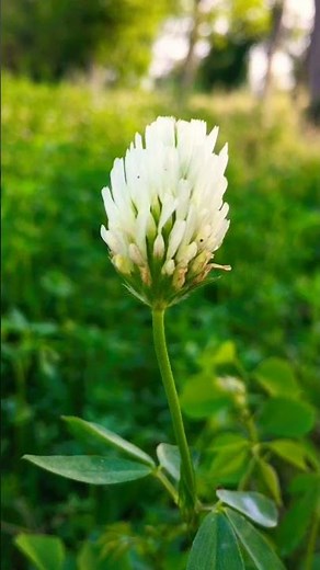 White Clover (Trifolium repens) Inflorescence | Head Inflorescence #shorts #whitecloverinflorescence