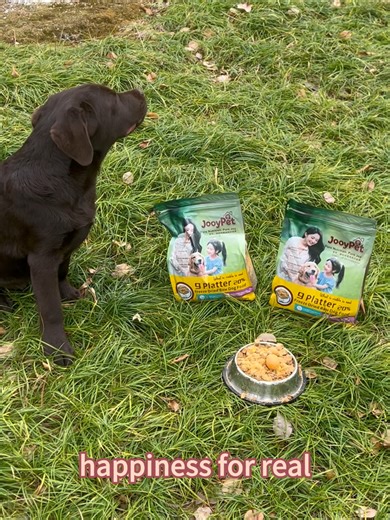 Labrador Retriever: The Most Affectionate Dog Breed