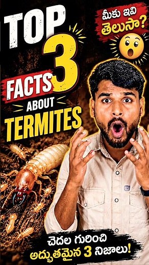3 Termite Facts That Will Shock Every Homeowner!