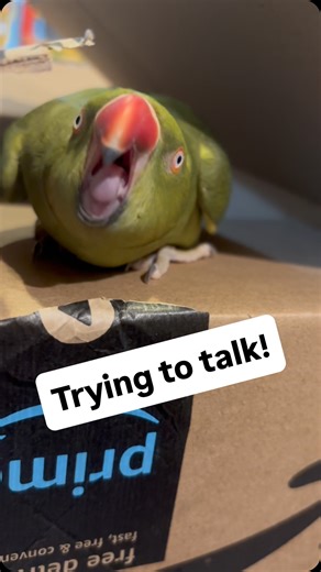 Beaker the Bird on Instagram: "“Hi”’s and happy taps! #talkingbird #talkingparrot #cuteanimals #funnyanimals #parrot #birdsofinstagram #parrotsofinstagram #babyanimals"
