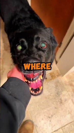 🚨 BRUTAL ATTACK! 🤯 Evil Dog Turns On Owner—Caught On CAMERA! 😭 | #fyp #dogattack #horror