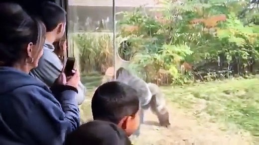 Pelea de gorilas se volvió viral en las redes sociales