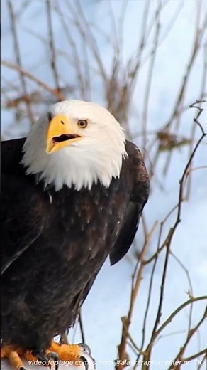 Fun fact about red-tailed hawk sound.