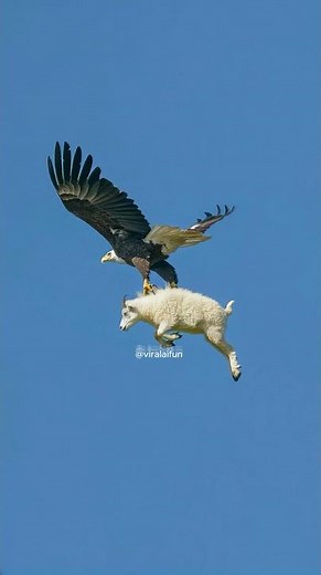Giant Eagle Snatches Mountain Goat in Mid-Air CAUGHT ON CAMERA!