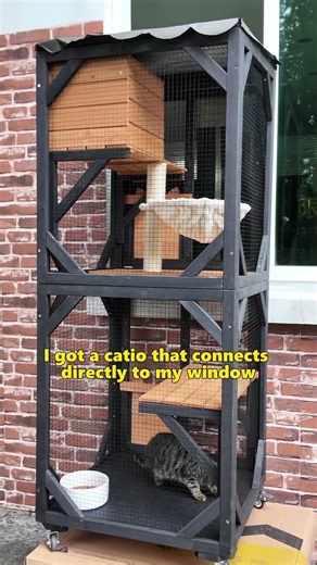 A Plan for Safe Outdoor Time for Indoor Cats