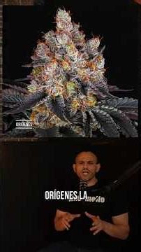 El origen secreto de la Gelato: Cuando Sherbinski y Jigga cambiaron la Historia de la Marihuana