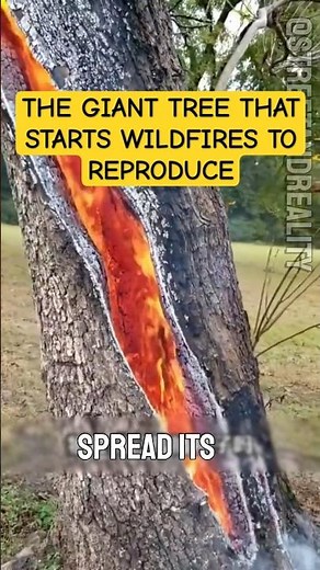 This 3,000-Year-Old Tree Survives Fire While Burning Everything Around It