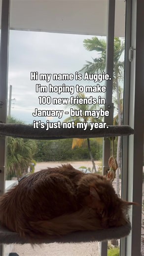 Please follow me and be my friend! #catsoftiktok #cutecat #mainecoon