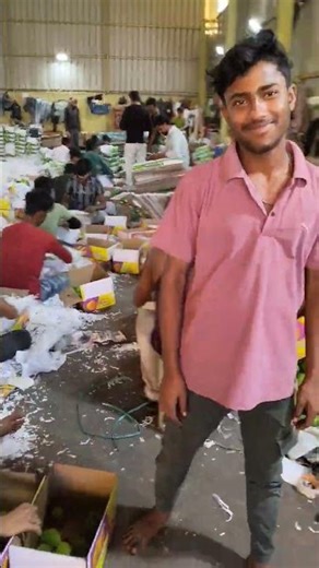 mango 🥭 export 🌏🇮🇳 packing