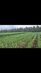 4.7K views · 517 reactions | Drought-Tolerant! Sorghum Offers Hope...