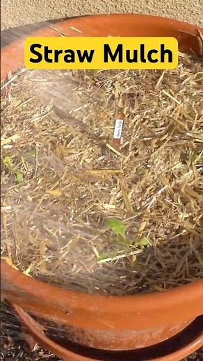 How To Use Straw Mulch : Vegetable Gardening #shorts