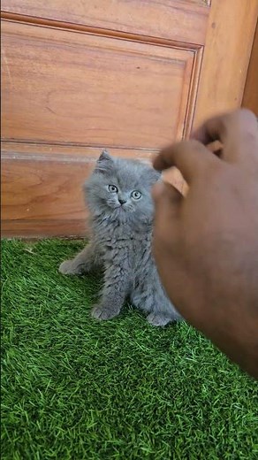 Heavy quality Bushcote Female kiten available dm to book. #cat #trending #persiancat #chennai #love