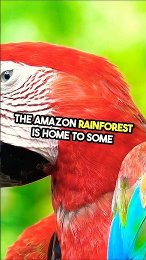 Wild Secrets of the Amazon Forest 🐾🌿