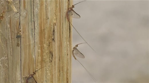Are mayfly swarms getting bigger every year?