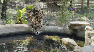 245K views · 10K reactions | Big Cat Rescue on Reels | Facebook