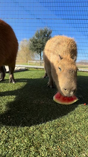On warm days, watermelon is a great choice: refreshing, hydrating, and a fun way to enrich the capybaras’ routine. 🍉 #capybara #capybaras #capybaralover #texas #animals | Highpoint Haven