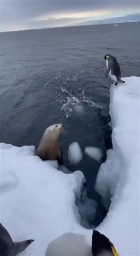 Man Saves Penguin Chick from Sea Lion Attack?! #shorts #AnimalRescue #animals