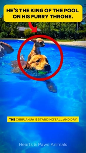 Golden Retriever Gives His Tiny Chihuahua Friend a Pool Piggyback Ride.