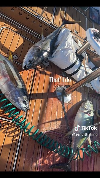 AWOL #marlinfishing #yeahthegirls #fullsend #gamefishing