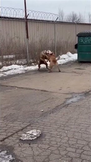 Two Dogs Fighting Intense Dog Battle #animals #wildlife #animalconflict #petbattle #animalclash