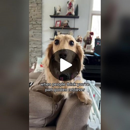 Blonde Dachshund Party Fun: Eat, Sing, Dance with Long-Haired Weiner Dog