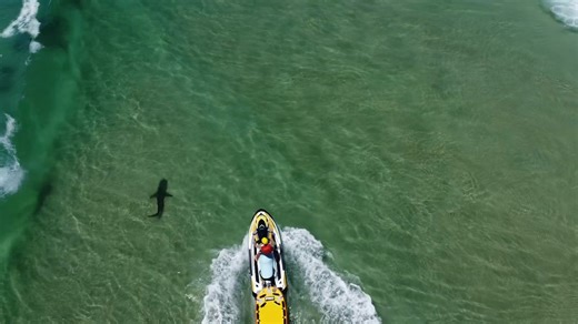 Christmas Day saw several NSW beaches close following shark sightings, including Casuarina Beach, with ongoing bait ball activity along the Northern NSW coast. We received this drone footage showing a bull shark being carefully herded back out to sea by a jet ski. This was one of our reports from 12:00pm at Casuarina Beach, submitted by a member of the public. A timely reminder of why staying informed is important during busy holiday periods when ocean activity increases. | Dorsal Shark Reports