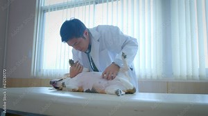 An Asian male veterinarian examining Beagle dog’s belly. Concept pet care, veterinary, animal health.