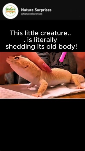 Why Do Lizards Shed Their Skin? The Surprising Fact!