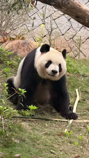 🥰Quietly admire the beauty of giant #panda Ai Lun.🐼
