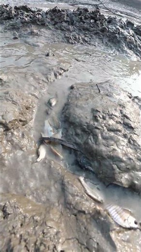 Amazing Dry Season Fishing: Harvesting Fish from the Muddy Pond #fishing #fish