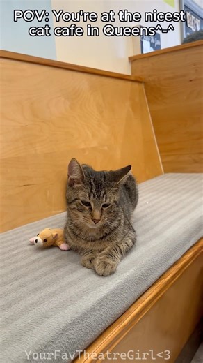 This is the best cat cafe I’ve ever been to! (Read description for location)