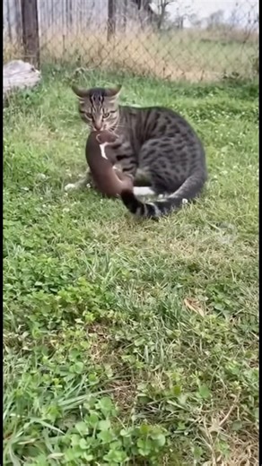 Tabby Cat Destroys Weasel