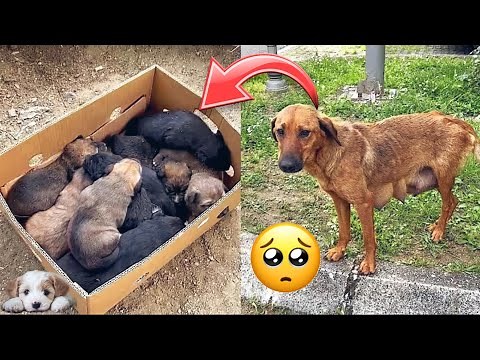 Abandoned Mother Dog Found Her Lost Puppies! 🥺🐾🐶 Miracle Rescue and Safe Shelter#puppy #dog #kitten