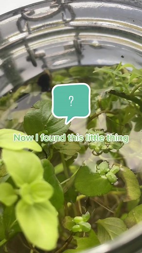 Baby Newt in a Complex Ecosystem: Exploring Ecosystem Jars