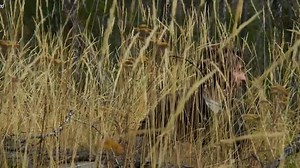 [arabseed].Ted.K.2021.720p.AMZN.WEB-DL