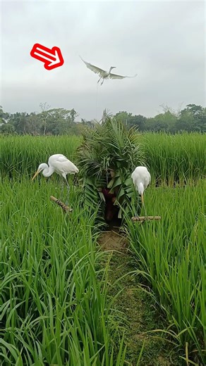 Simple and Fast Paddy Field Bird Trap Hack 🔥🐦