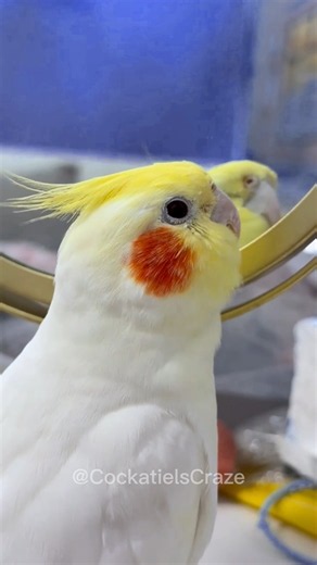 Jerry the Cockatiel's Mirror Serenade! 🪞🎶 Watch Why Reflection Singing Can Be Tricky #JerryTheTiel