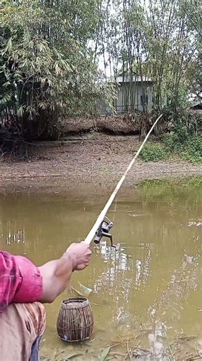 Amazing Tilapia Fish Catching Moment 🎣 | Big Tilapia Fishing