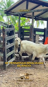 ‼️Disponibles‼️19 terneras Brahman Blanco⚖️ Peso promedio: 225 kgs🌟 Libres de marcas✨ Hijas de toro puro✅ Ideales para pie de cría📍 Cimitarra-Santander💲 2.000.000 cada una 🔍 No olvides que en @vitrinaganaderavg encuentras los mejores ganados para tu proyecto ganadero.📲 Para mayor información, comunícate al WhatsApp: 317 368 4633.#ganado #ganaderia #brahman #brahmanblanco #brahmangris #terneras #vitrinaganadera #vitrinaganaderavg #miguelsilva #fincalanatividad #viral #videoviral #ventadegana