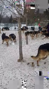 272K views · 2.9K reactions | It's good to be back!! First social of 2018 and we have about 80 dogs of all sizes here  Click HD for best viewing quality  *These dogs aren't for sale or adoption nor do we own them all, they already have wonderful families who dropped them off for play time and socialization* | Stonehill Kennels | Facebook