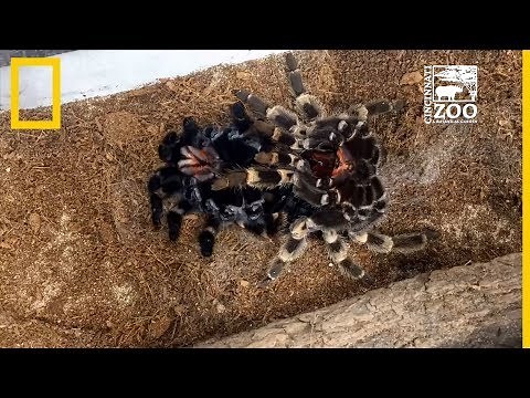 Una tarántula muda su exoesqueleto en este time-lapse | National Geographic en Español